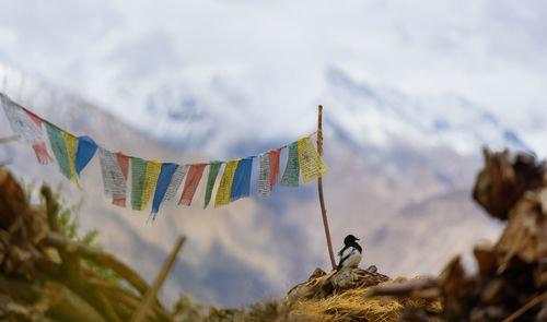 Close-up of flags hanging against mountain