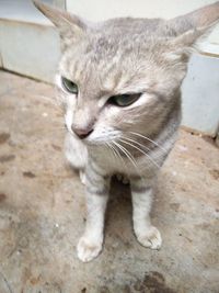 Close-up portrait of cat