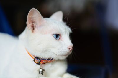 Close-up of white dog looking away