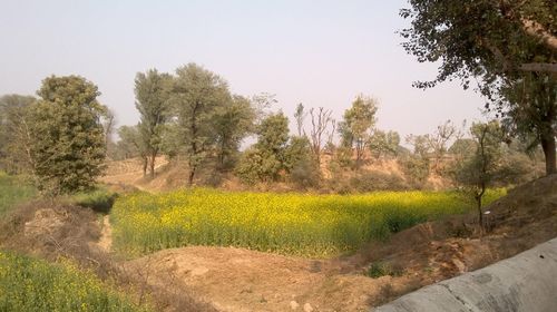 Scenic view of field against clear sky