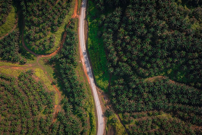 High angle view of road amidst trees in forest