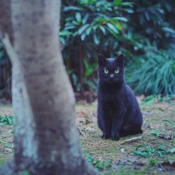 Portrait of black cat sitting on tree