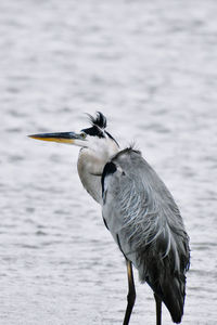 Close-up of a blue heron 