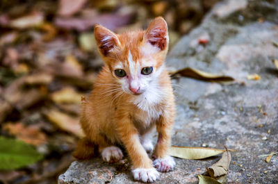 Portrait of ginger cat sitting outdoors