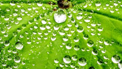 Close-up of wet plant