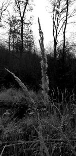 Bare trees on field