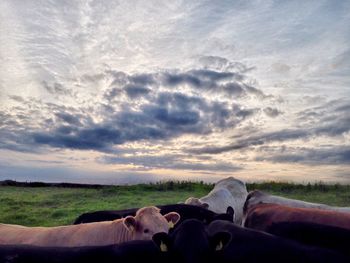 Cows grazing on field