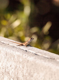 Close-up of bird perching on retaining wall