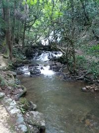 Stream flowing through rocks in forest