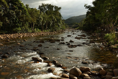 Scenic view of river stream in forest