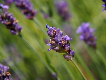 Close-up of purple flowering plant