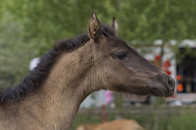 Close-up of a horse on field