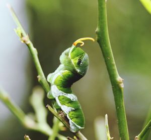 Close-up of plant against blurred background