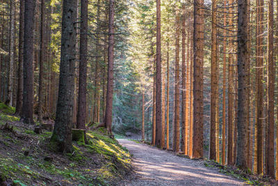 Footpath amidst pine trees in forest