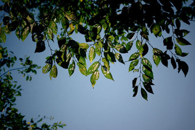 Low angle view of tree against sky