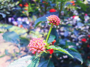 Close-up of pink flowers blooming in park