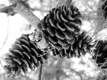 Close-up of pine cone