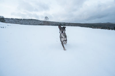 Dog on snow field against sky