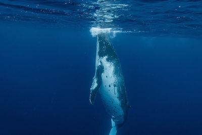 Close-up of swimming in sea