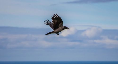 Birds flying in sky