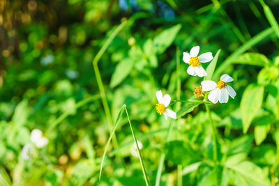 Close-up of white flowers blooming outdoors