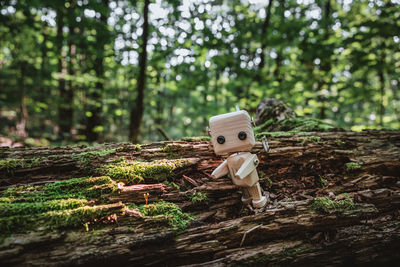 Stuffed toy on tree in forest