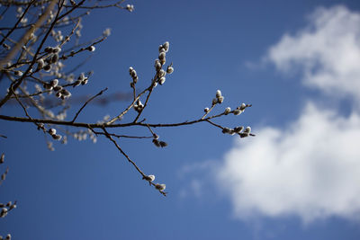 Low angle view of bird on branch against blue sky