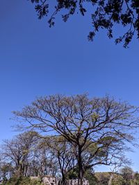 Low angle view of bare tree against clear blue sky