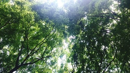 Low angle view of trees against sky