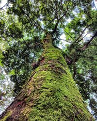 Low angle view of tree in forest