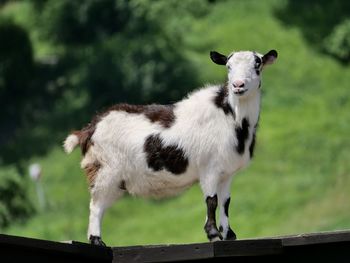 mammal