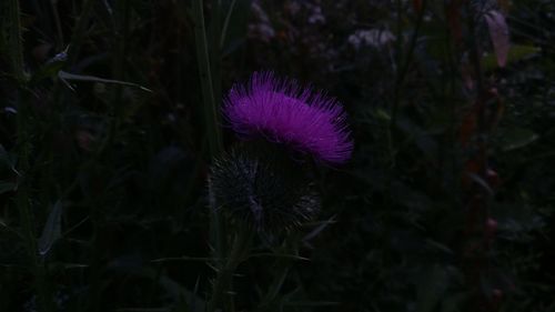 Close-up of thistle blooming outdoors