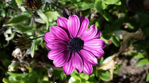 Close-up of purple flower blooming outdoors