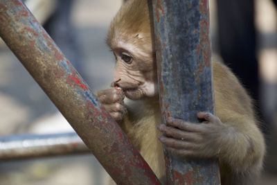 Close-up of hand holding monkey