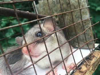 Close-up of bird perching in cage