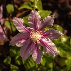 Close-up of pink flower