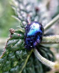 Close-up of insect on leaf