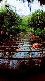 Close-up of water against trees
