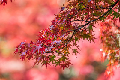 Close-up of maple leaves on tree during autumn