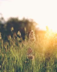 Close-up of fresh grass on field against sky