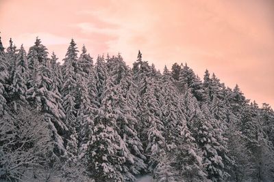 Close-up of trees in forest against sky