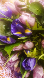 Close-up of purple flowering plant