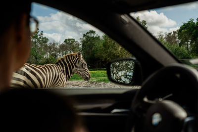 View of horse seen through car windshield