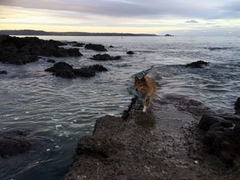 Dog on rock at sea shore against sky