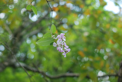 Close-up of flowering plant against blurred background