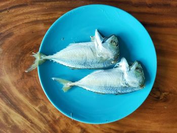 High angle view of fish on table