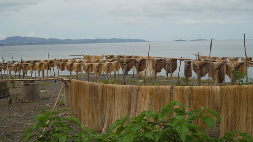 Abaca fiber, known as manila hemp, drying in an island village. abaca rope. 