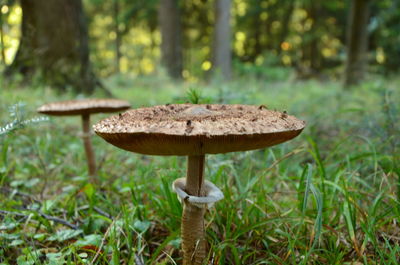 Close-up of mushroom growing in forest