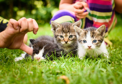 Portrait of kittens with kids on grass