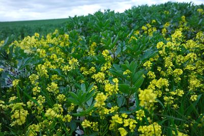 Yellow flowers growing in field
